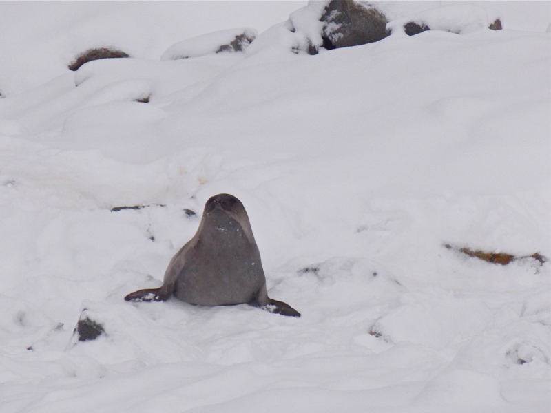 A large seal near the station.
