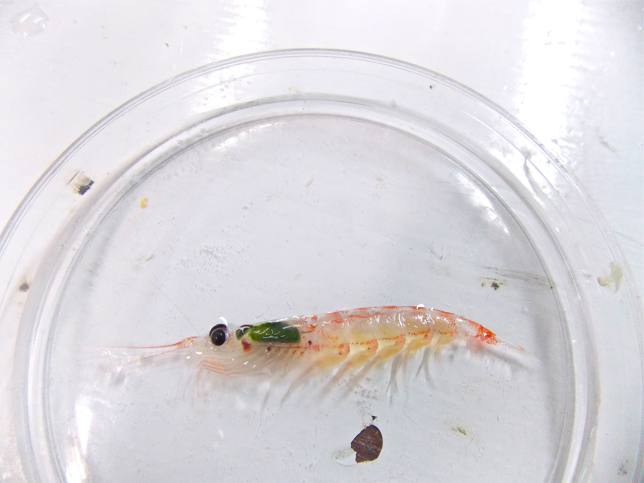 Euphausia superba: also known as Antarctic krill, these were more than 2 inches in length, also notice the phytoplankon in stomach.