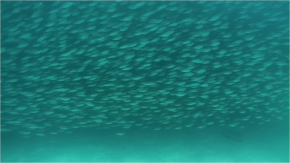 …when you get closer, you can see that it’s actually made of thousands of small fish!