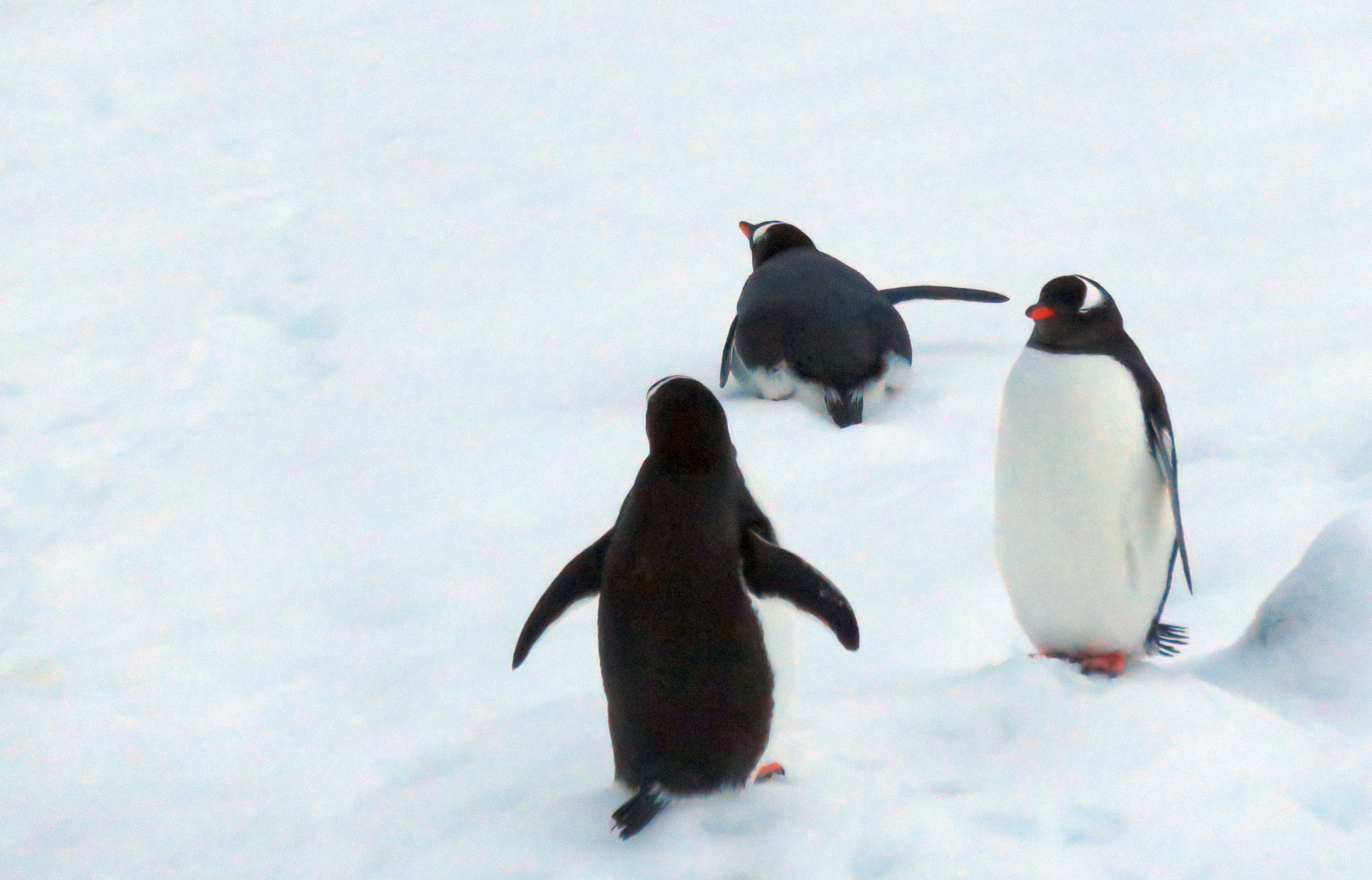 Three penguin. 
