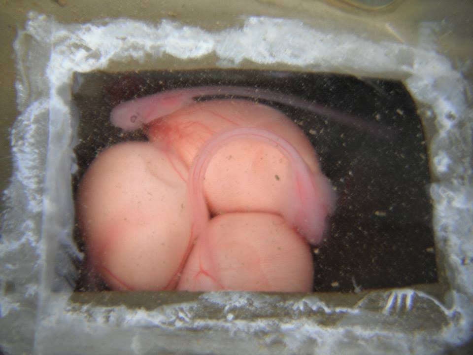 Skate embryos; photo credit: J.Jang
