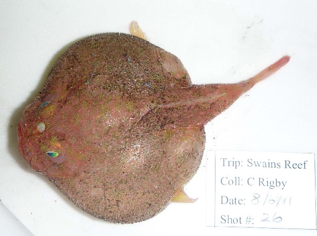 Species: Chaunax endeavouri. Common name: Coffinfish. Photo by Cassandra Rigby at James Cook University
