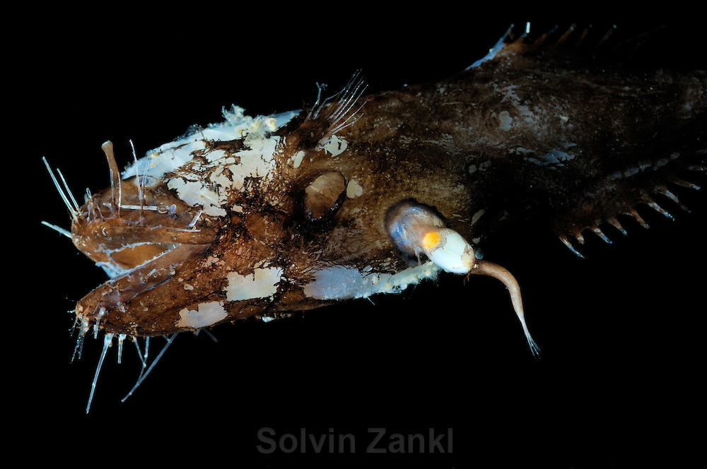 Species: Neoceratias-spinifer. Common name: Toothed Seadevil (female with male attached) Photo by Solvin Zankl