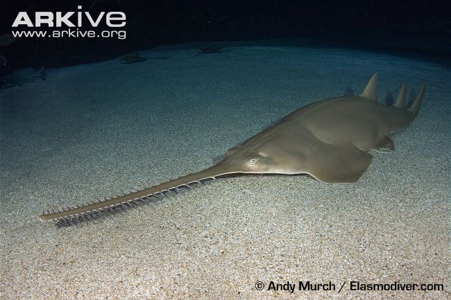 Species: Pristis zijsron. Common name: Green sawfish. Photy by Andy Murch.