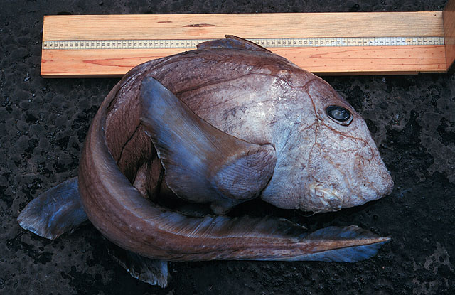 Species: Hydrolagus pallidus. Common name: Pale Ghost Shark. Photo by Dr. Peter Wirtz