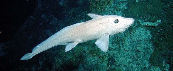 Species: Hydrolagus pallidus. Common name: Pale Ghost Shark. Photo by Ifremer