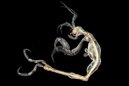 Species: Liropus minusculus. Common name: Skeleton shrimp. Photy by SINC