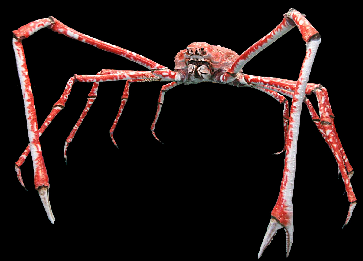 Species: Macrocheira kaempferi. Common name: Japanese Spider Crab. Photo by Michael Wolf