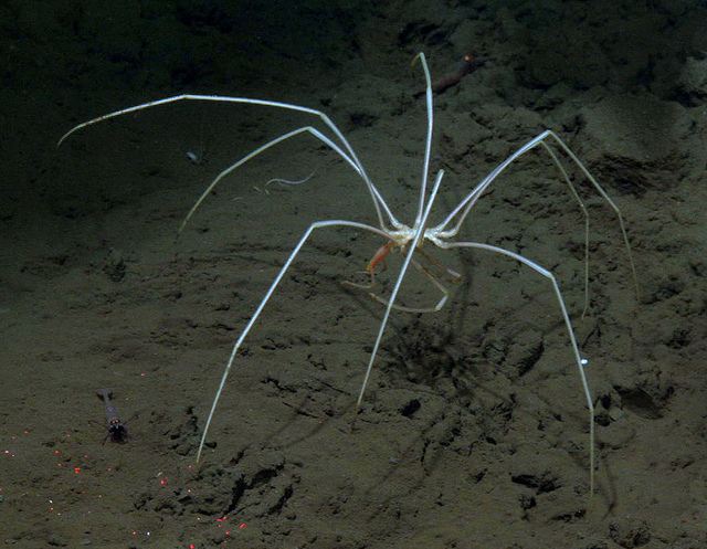 Class: Pycnogonida. Common name: Sea spider. Photo by ONC