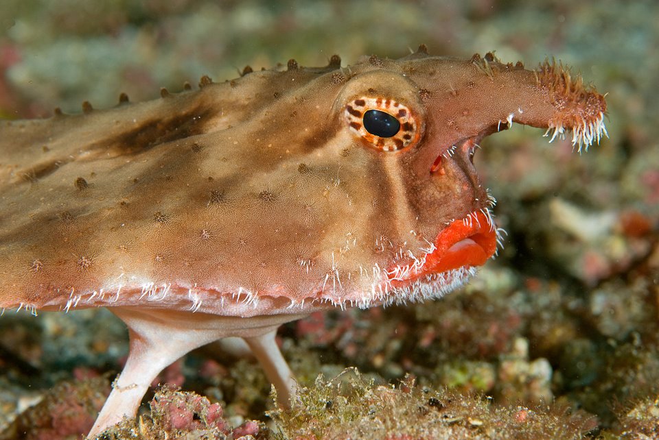 Species: Ogcocephalus darwini. Common name: Red-lipped batfish. Photo by Daniel Selmeczi
