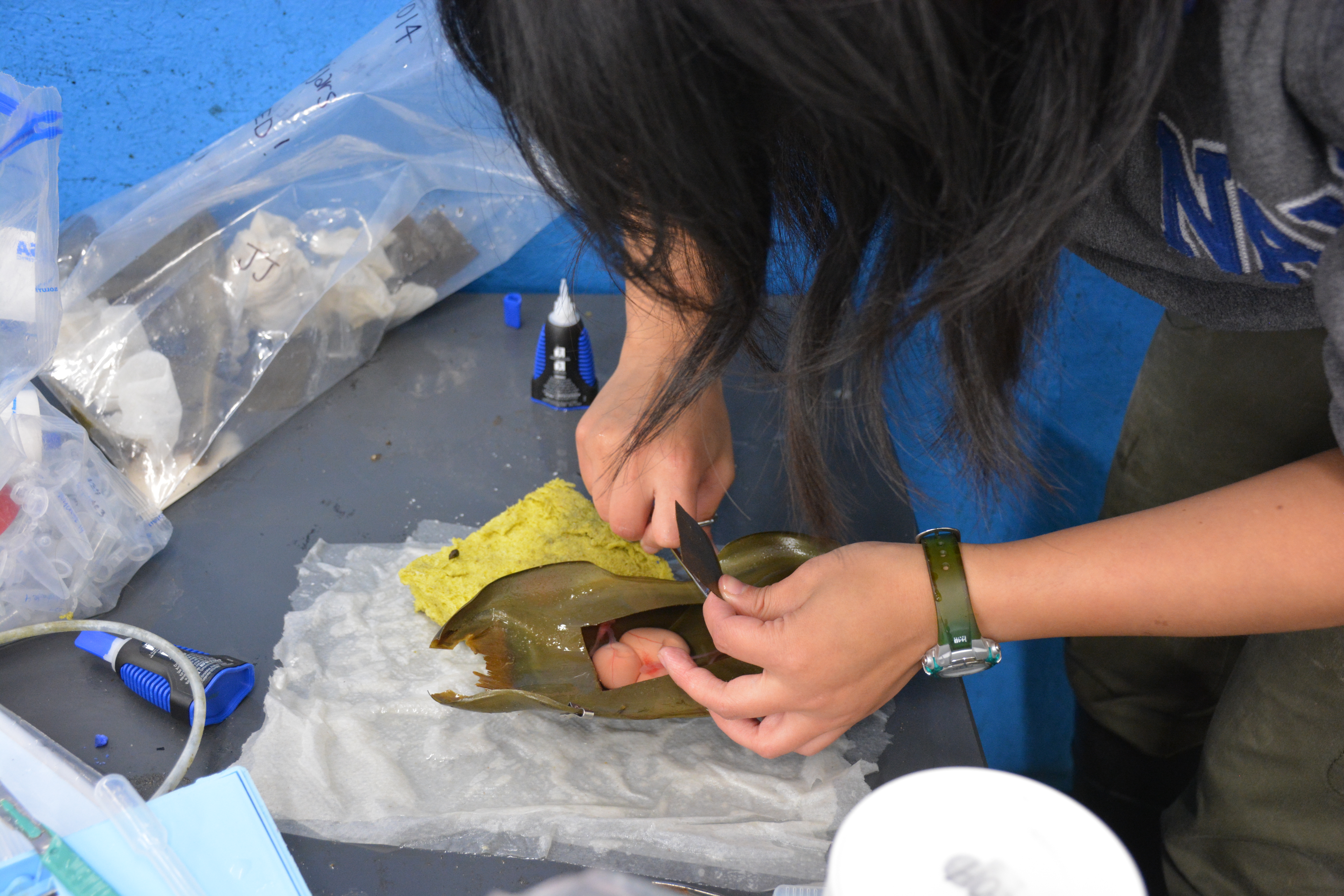 Cutting open the egg case to reveal embryos!