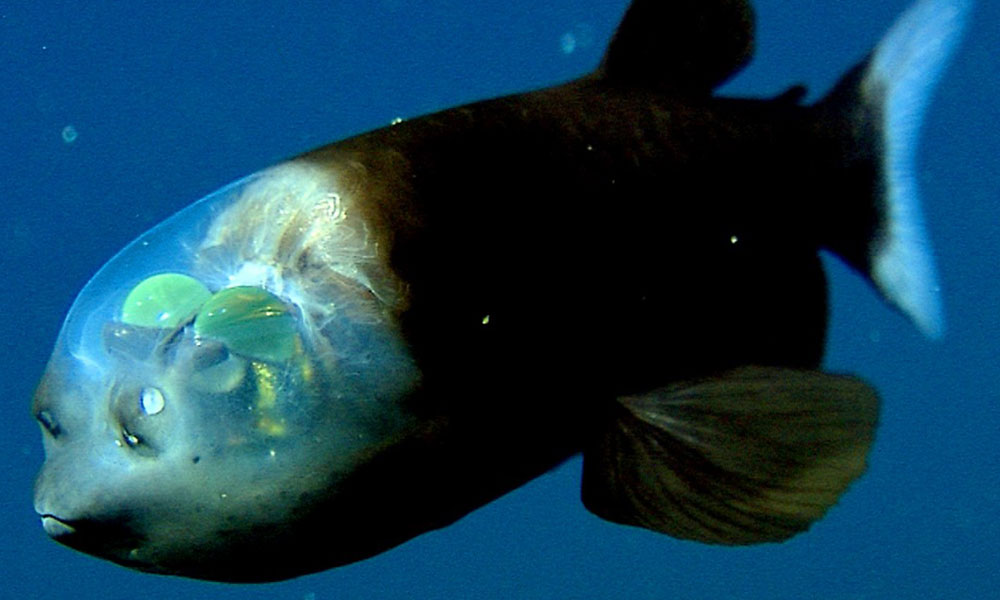 Species: Macropina microstoma. Common name: Spook fish. Photo by MBARI