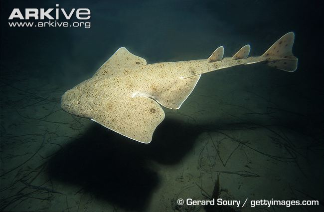 Species: Squatina californica. Common name: Pacific Angel Shark. Photo by Gerard Soury