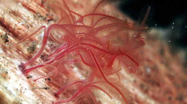 Genus: Osedax. Common name: Zombie worms. Photo by Yoshiro Fujiwara /JAMSTEC