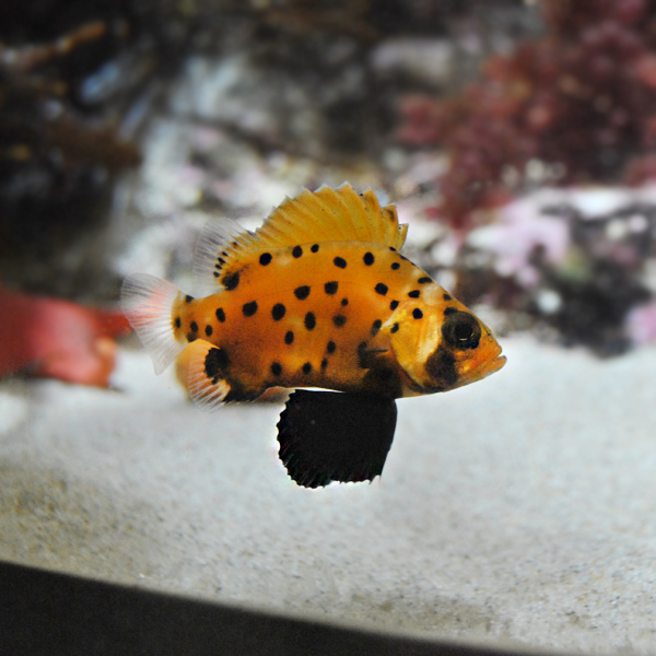 Juvenile Giant Sea Bass