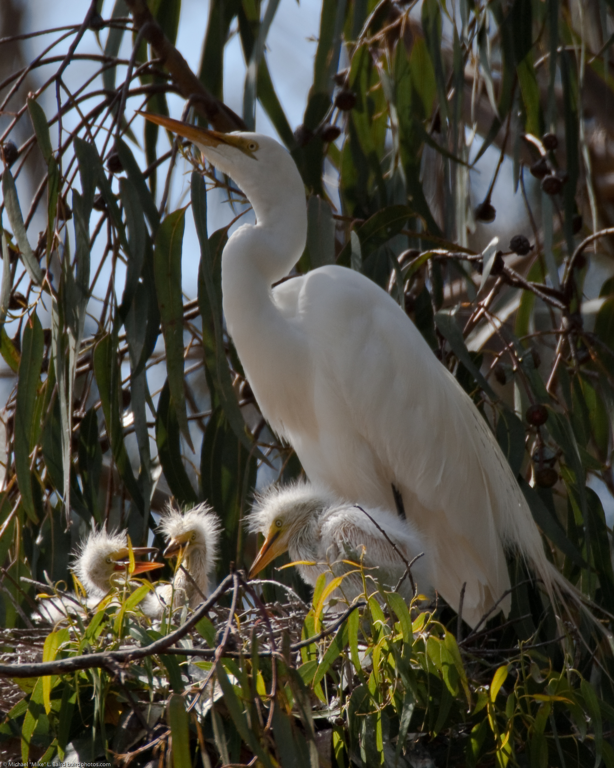 Great Egret (Ardea alba) nest with three chicks at the in the Mo