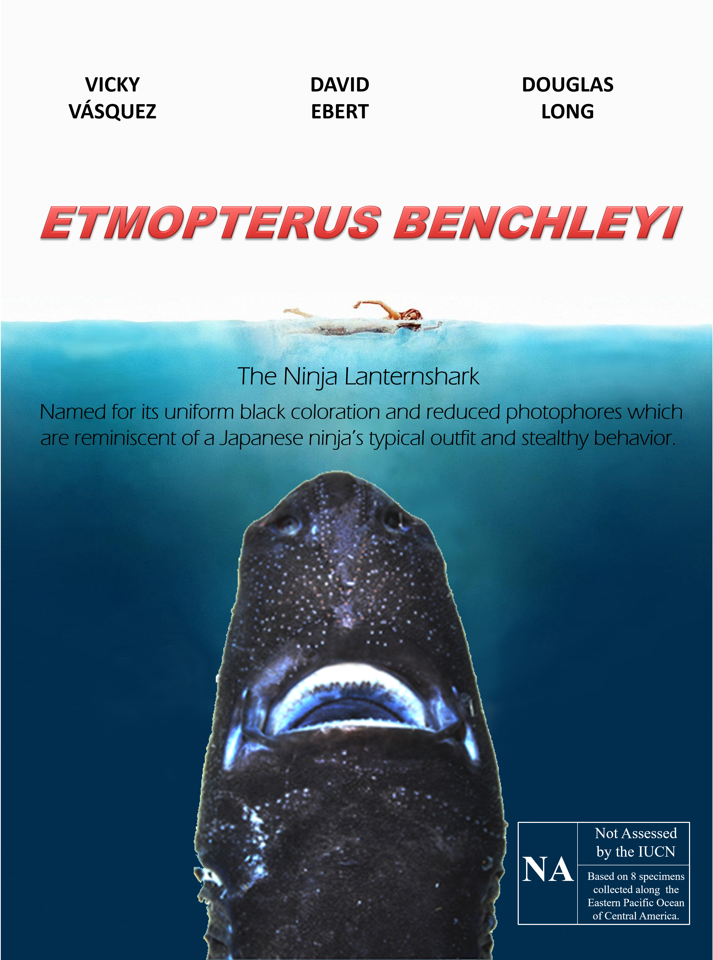 INTRODUCING the Ninja Lanternshark!