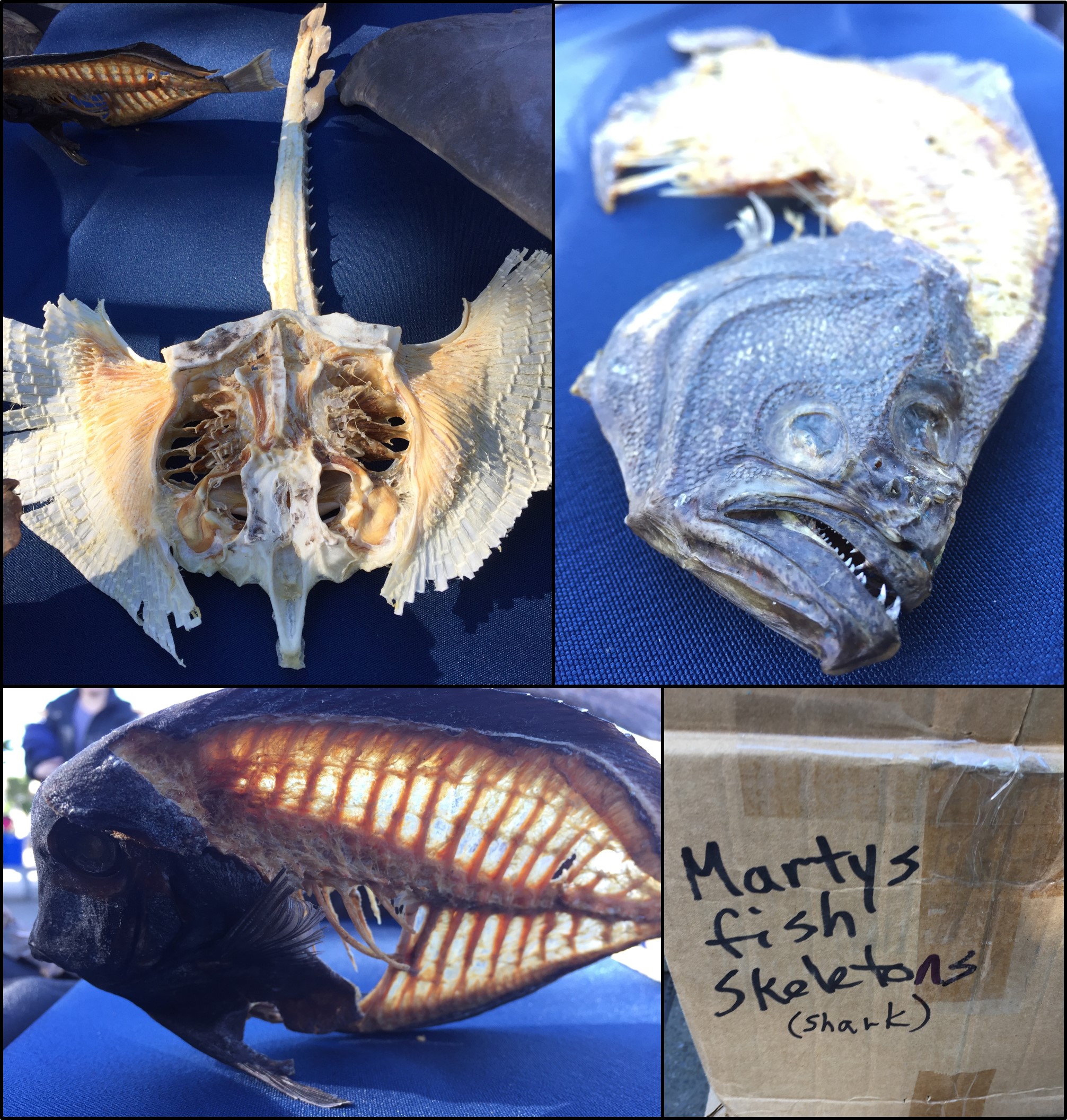 martys-fish-skeletons