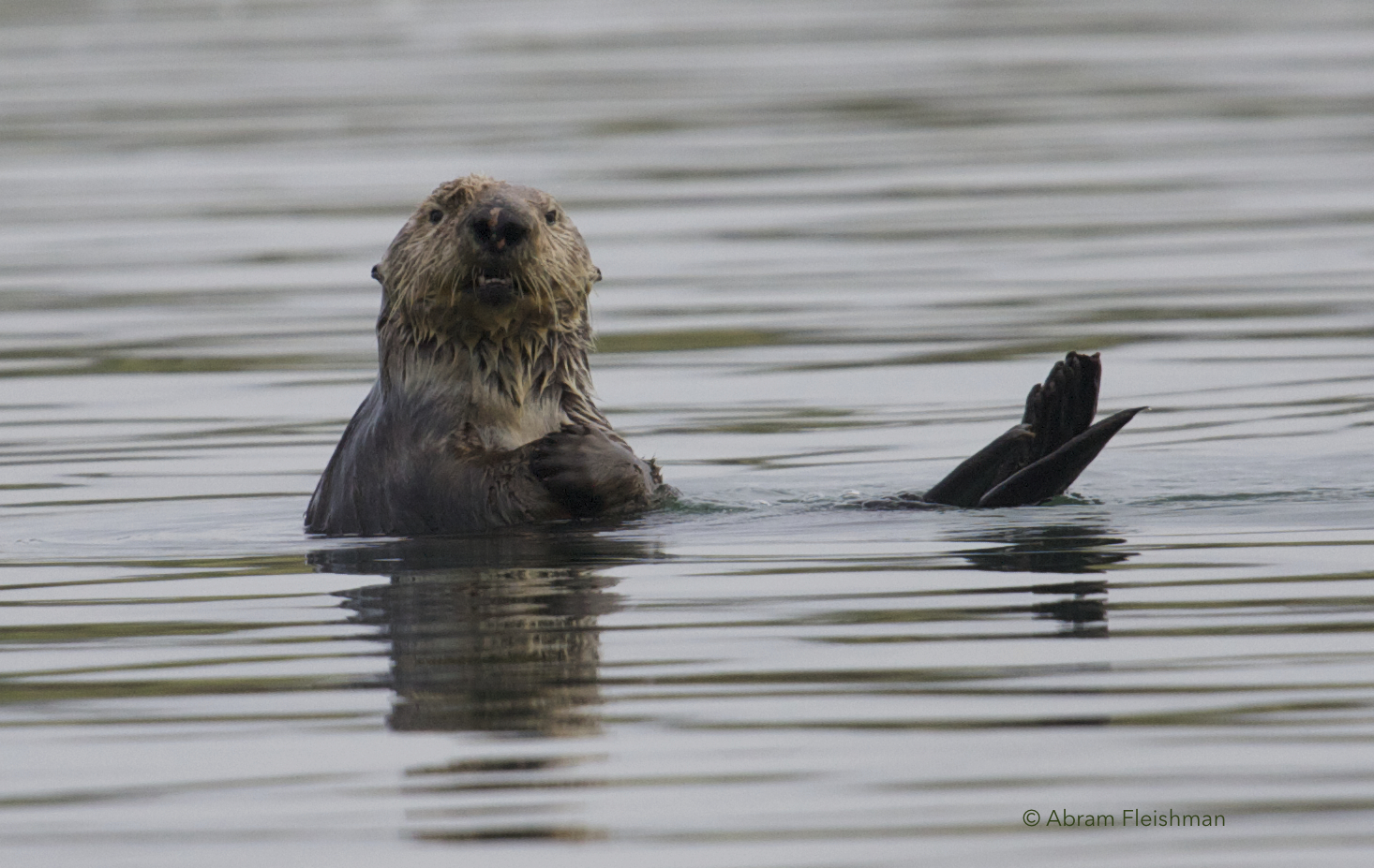 Abram_Sea Otter Photo