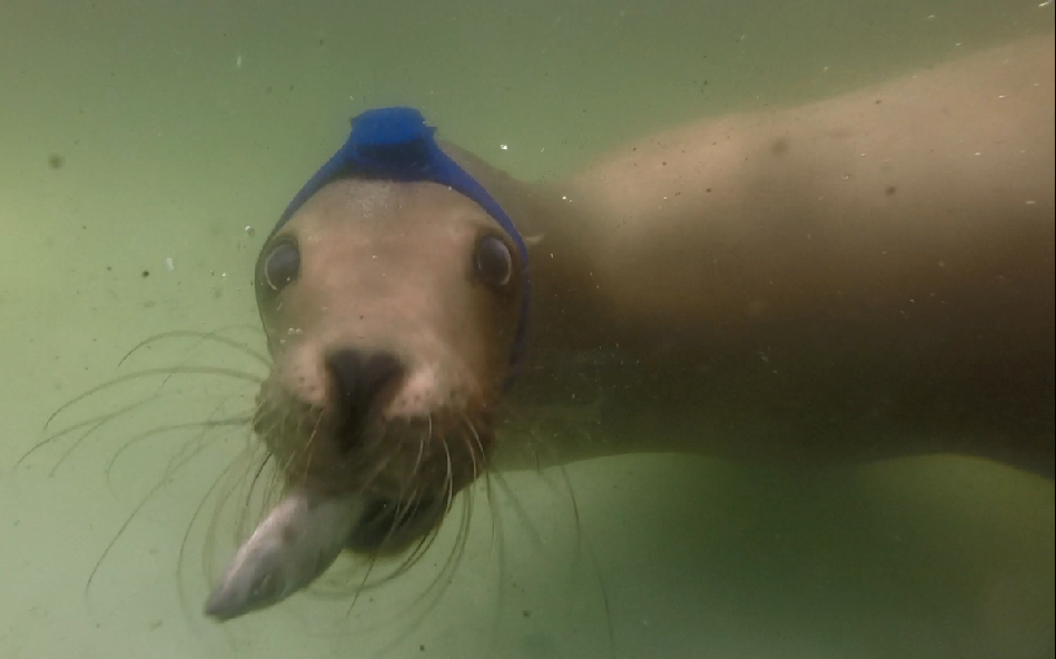 Nemo derpy head strap 2