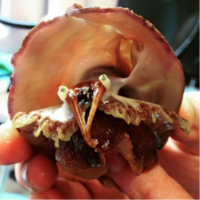 Where have all the abalone gone? The impacts of ocean acidification on abalone populations
