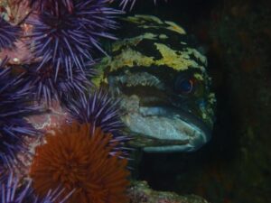 Photo of black and yellow rockfish and purple sea urchins