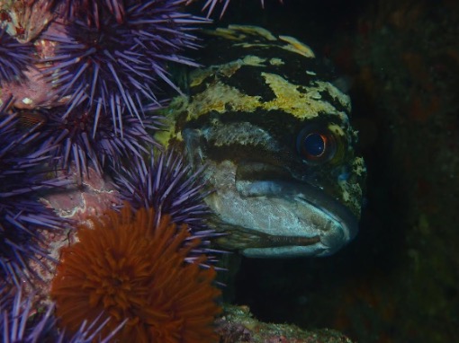 “Wait, you still eat fish?” and other things marine science students are tired of hearing