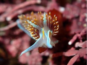 Close-up photo of opalescent nudibranch