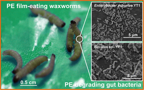 Nature’s tiny heroes: how bacteria can devour plastic pollution in our oceans