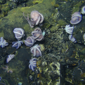 Dorado Outcrop and Davidson Seamount