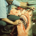 G. Victor Morejohn and the Great White Shark Hunt on The Rolling O: Part II