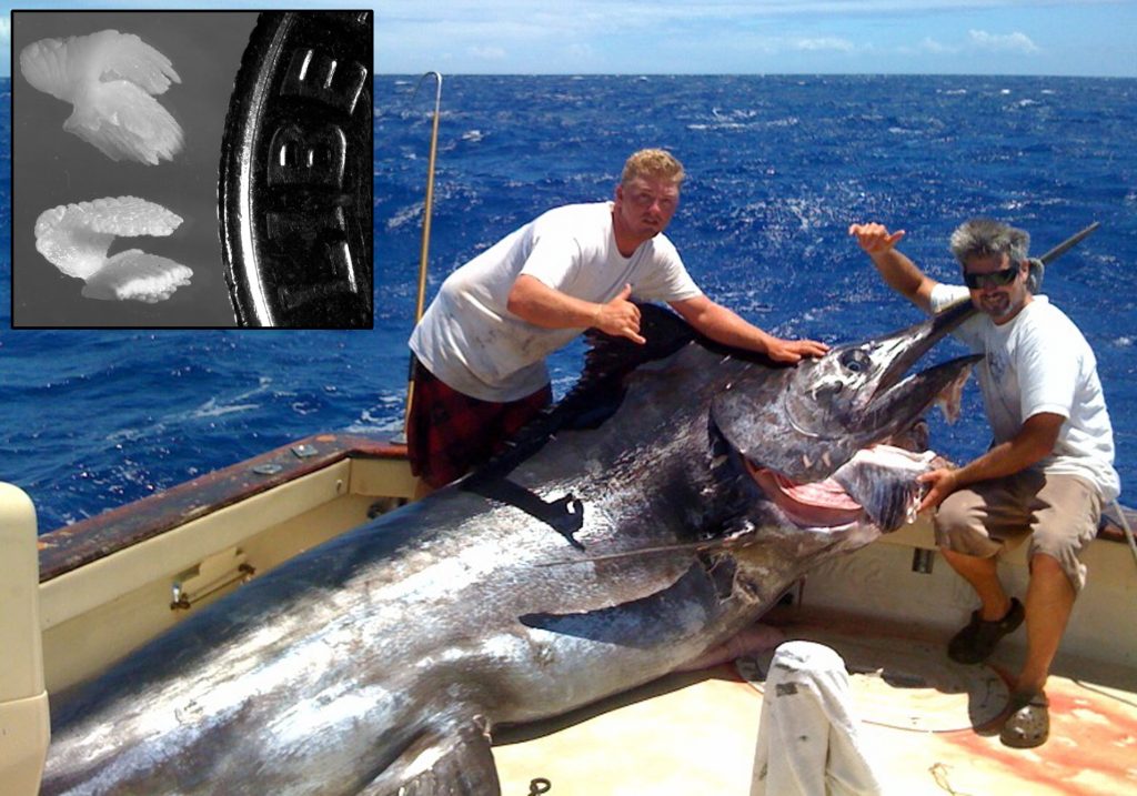 Bombs and blue marlin (Makaira nigricans) — confirmation of rapid
