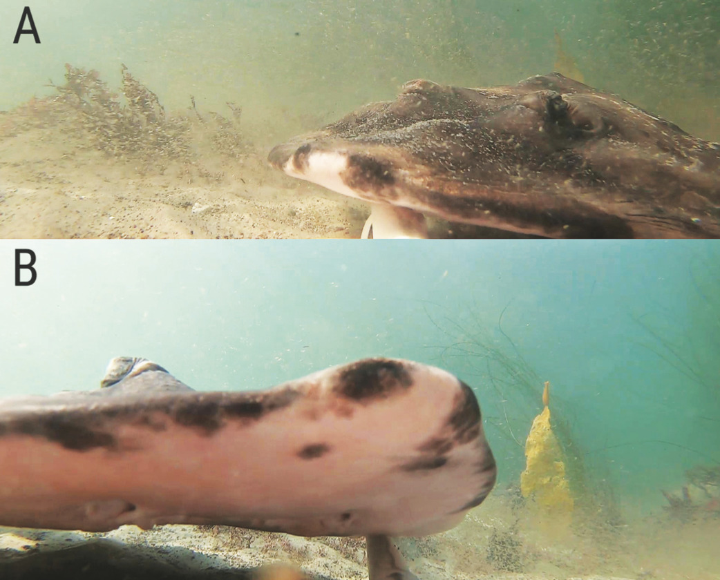 Researchers find Ninja lanternshark swimming in the deep sea 