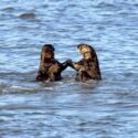 Seminar – Sociality and stress in a marine carnivore: sea otter behavior in Elkhorn Slough