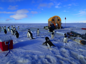 Adélie penguins, Antarctic predators, examine the ROV system SCINI and FATTI that we are using to quantify their food resources.