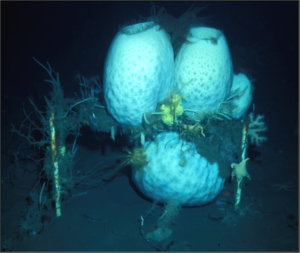 Anoxycalyx joubini, Antarctic glass sponges, growing on a Dayton experimental substrate.