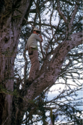 Dr. Nybakken in tree collecting orchids; Punta de Mita, Nayarit, Mexico; 26 Jan 1975. Photo by Gary McDonald.