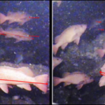 A school of vermilion being marked and measured.