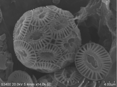 At the bottom of the food chain: this SEM photograph by Sara Tanner shows a well preserved coccosphere which is an agglomerate of tiny ‘shields’ made of calcium carbonate that single-celled marine algae called coccolithophorids.
