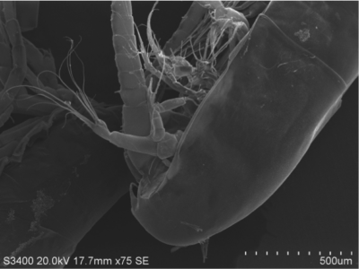 A primary consumer: Sara Tanner took this SEM picture of a copepod, a so called primary consumer, an intermediate link in the food chain that ends up with ternary and quaternary consumers like sharks.