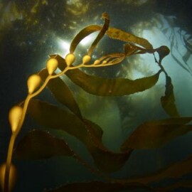 Kelp, a species of macroalgae native to California, could be cultivated not only as a food source, but to help alleviate the stress on it's surrounding environment. Credit: Scott Gabara
