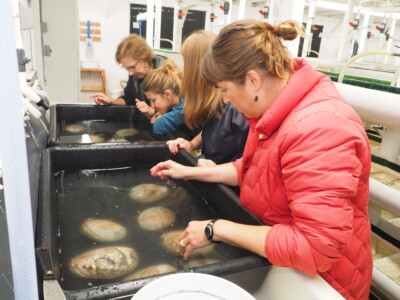 Abalone spawning in lab.