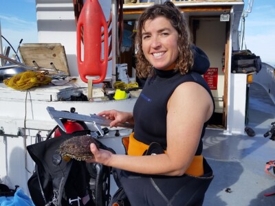 Collecting broodstock.