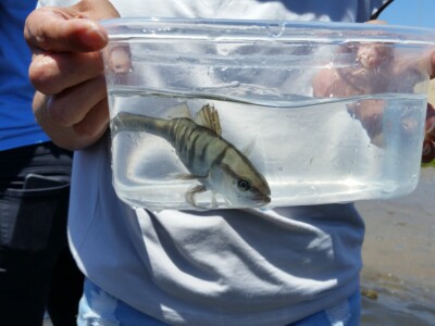 Children releasing their white seabass 2.