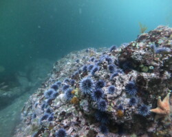 Aquaculture