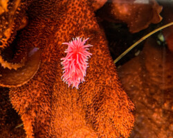 $7.2 million in contracts & grants