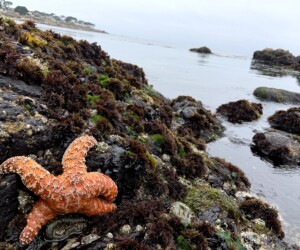 MLML's Open House 2020