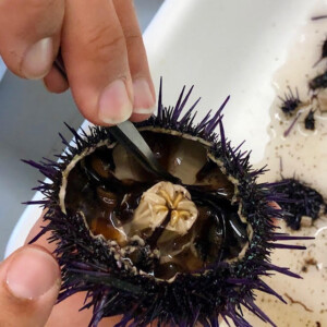 The inside of an urchin after being collected, showing the lack of uni mass.
