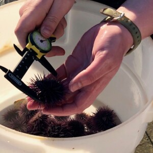 Measuring the size of the urchins that were collected.