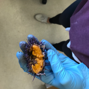 Uni growth after 10 weeks of being fed a specialized diet from the company Urchinomics.